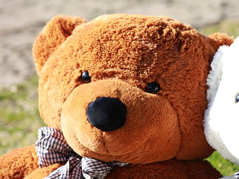 Super Cute Giant Teddy Bear 1.8m Tall @ Crazy Sales - We Have The Best 