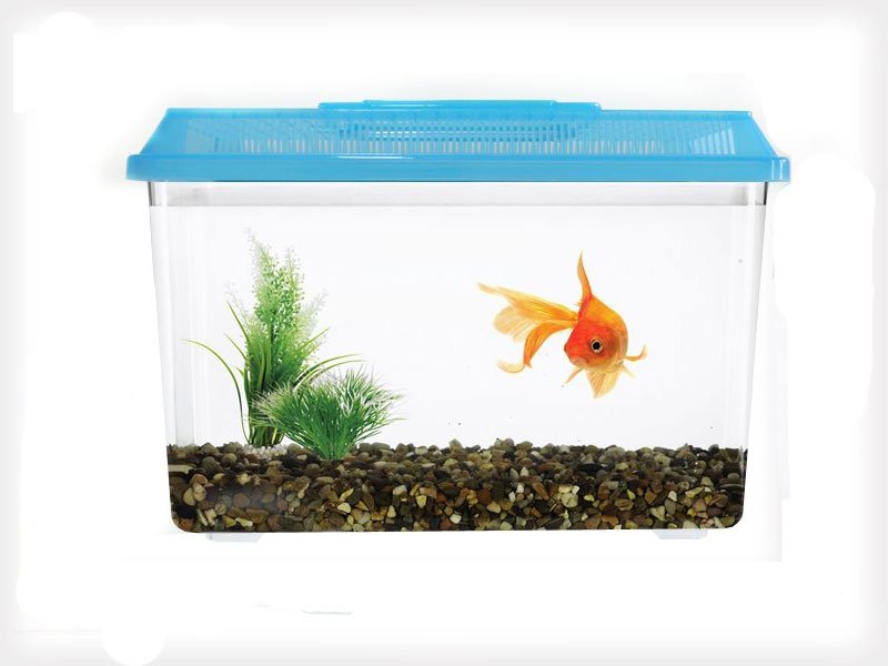 Plastic Fish Aquarium / Pet Tank @ Crazy Sales - We have the best daily ...